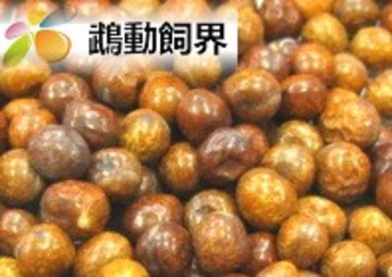 楓樹豆產品圖